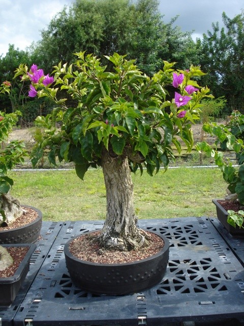 Bougainvillea Specimen Trees