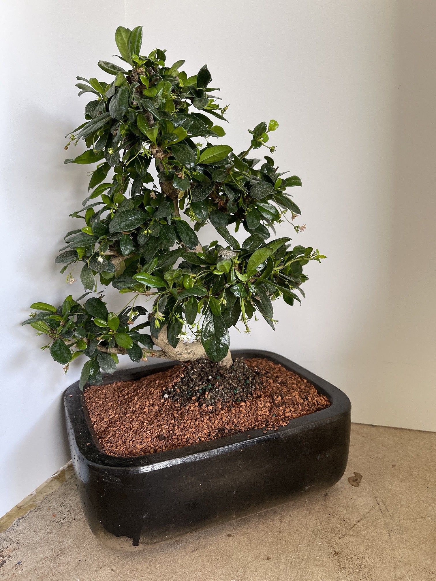 Flowering Bonsai Tree
