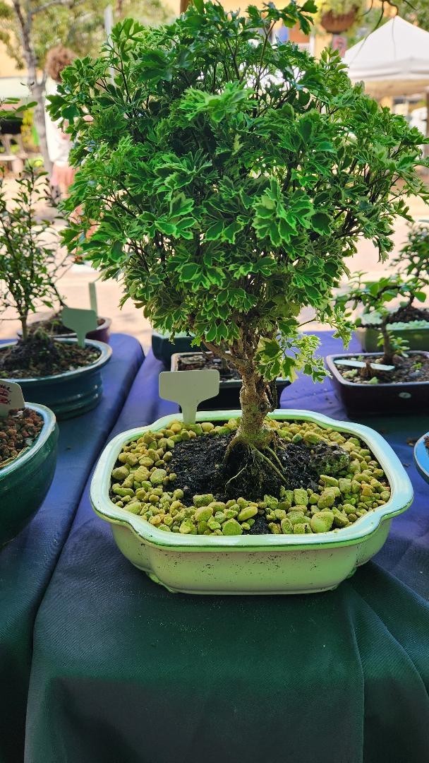 Beginner Bonsai Tree