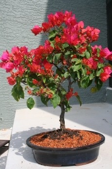 Bougainvillea