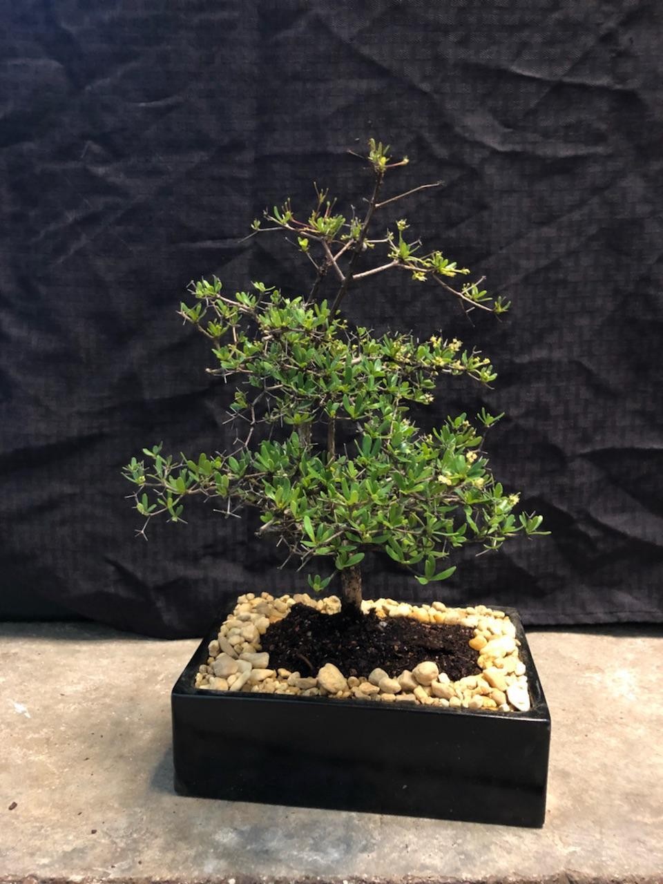 Black Olive Bonsai Trees