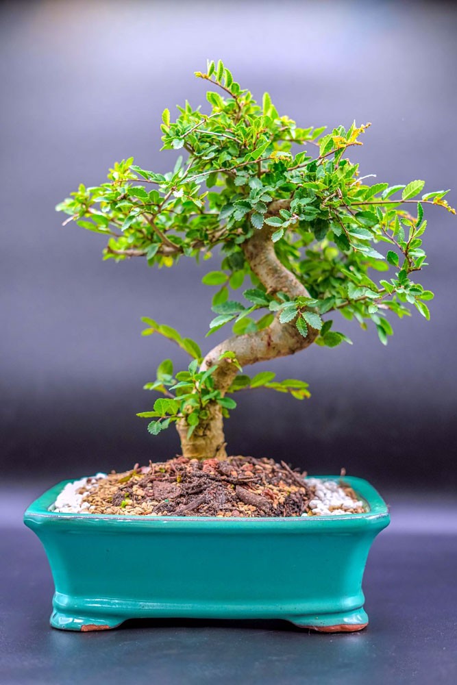 Chinese Elm Specimen Trees