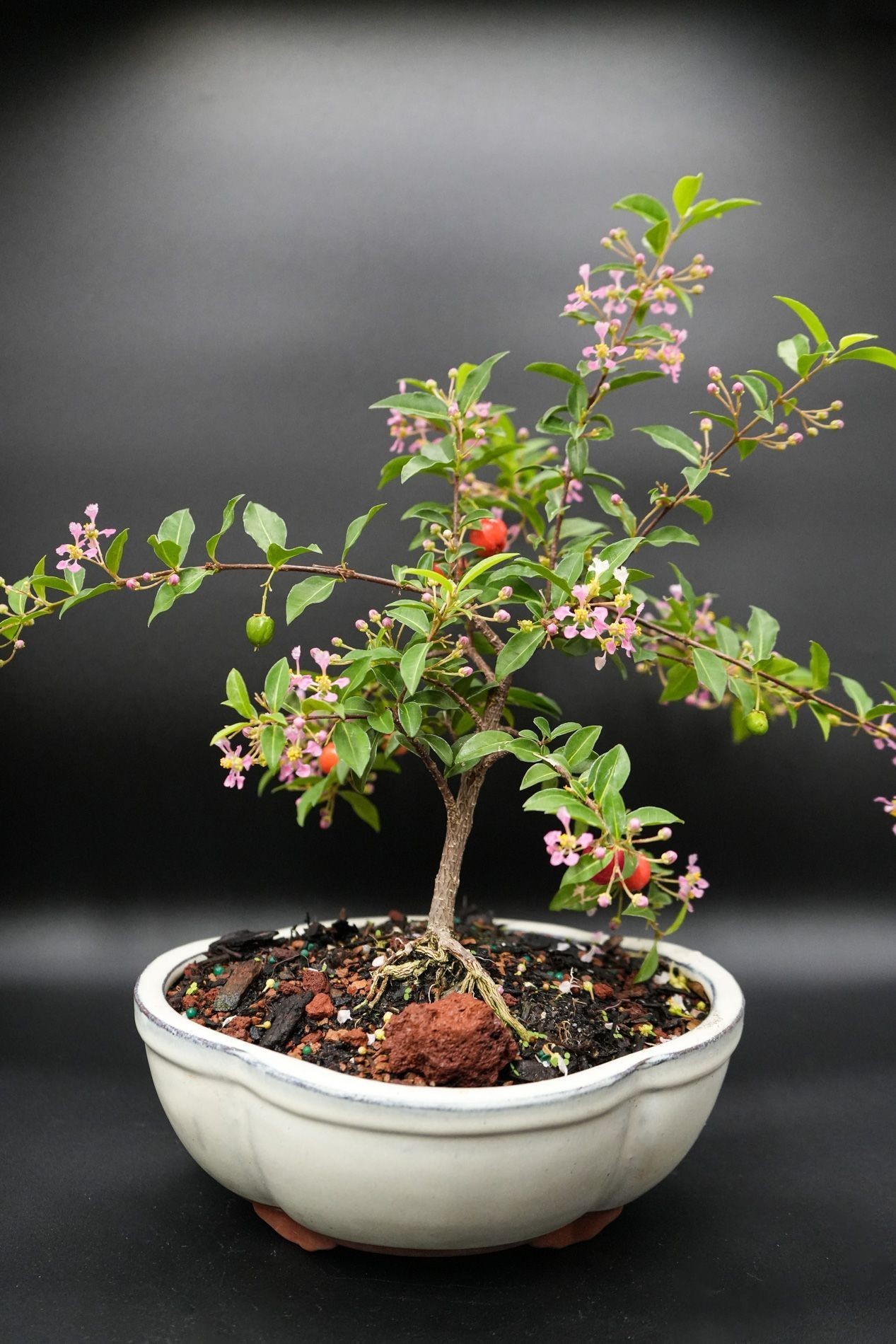 Bonsai Trees Under $35
