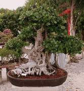 Green Island Ficus Bonsai Specimen Tree 75yrs Old  SOLD SORRY