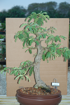 Tamarind Indica Specimen Bonsai Tree (Sorry just sold) Call for others