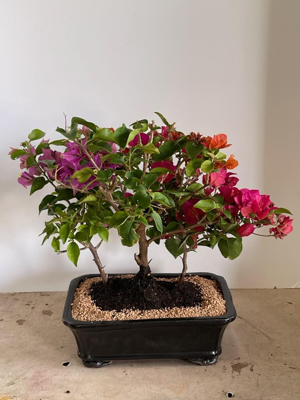 Multiple Blooming Bougainvillea bonsai tree