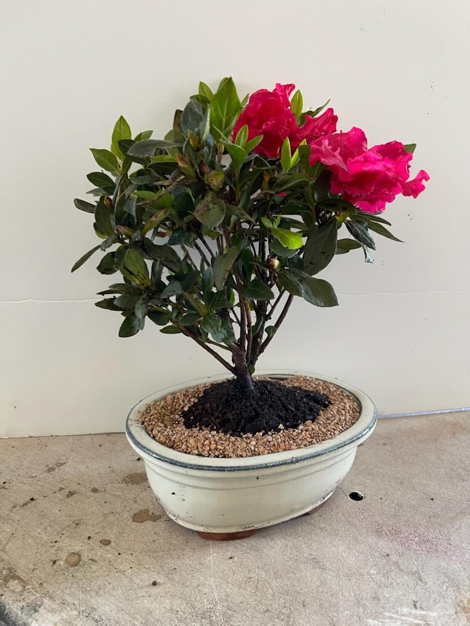 Red flowering azalea bonsai tree