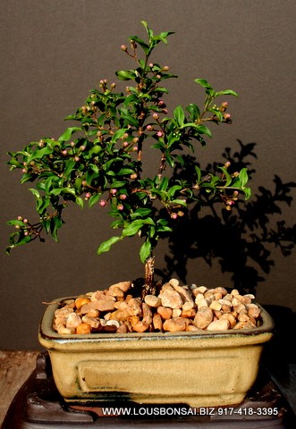 Dwarf Cherry bonsai tree LR1