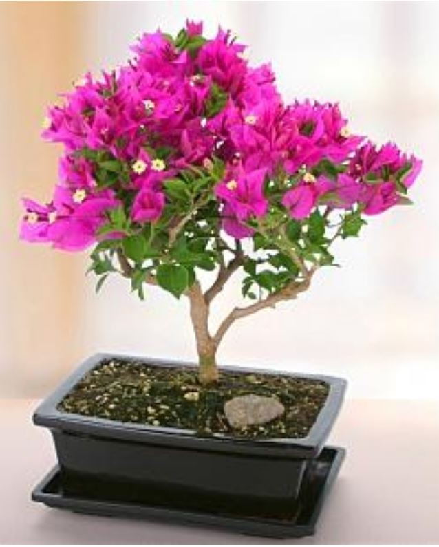 Bougainvillea Purple Flowering Bonsai Tree