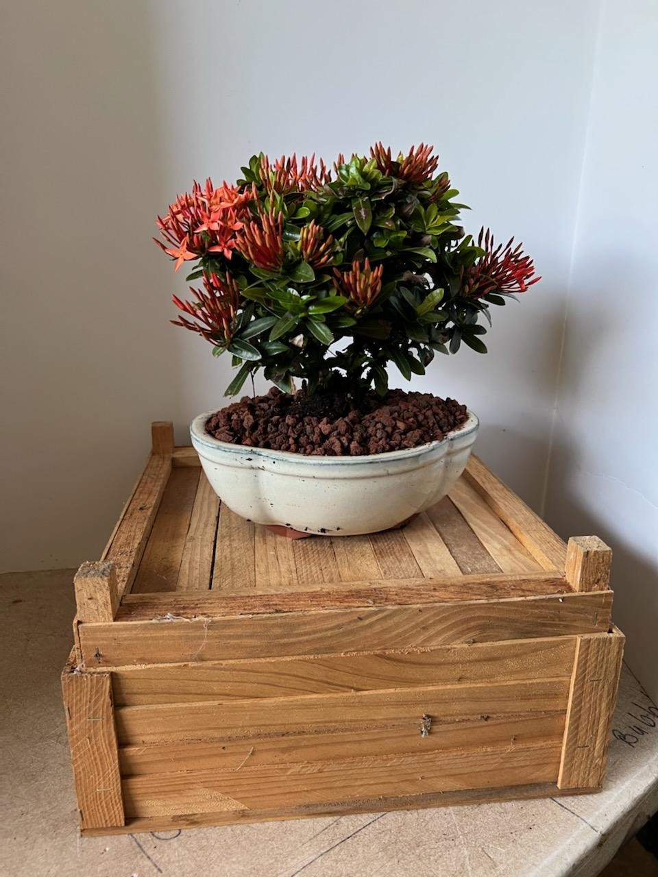 Orange Ixora bonsai tree