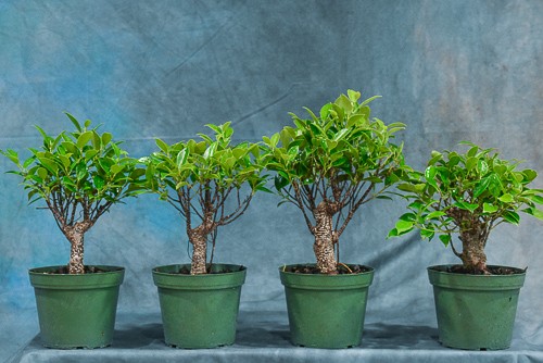 Pre bonsai ficus retusa needs a 8inch pot Banyan