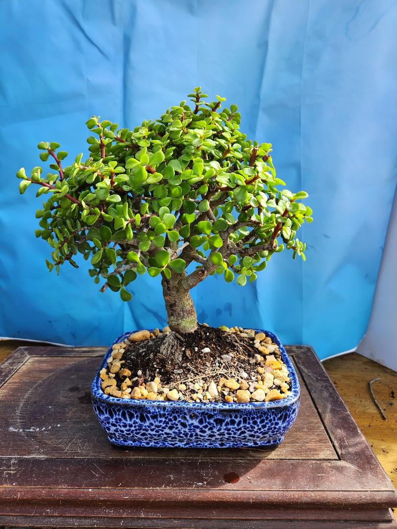 BABY DWARF JADE IN 10 INCH