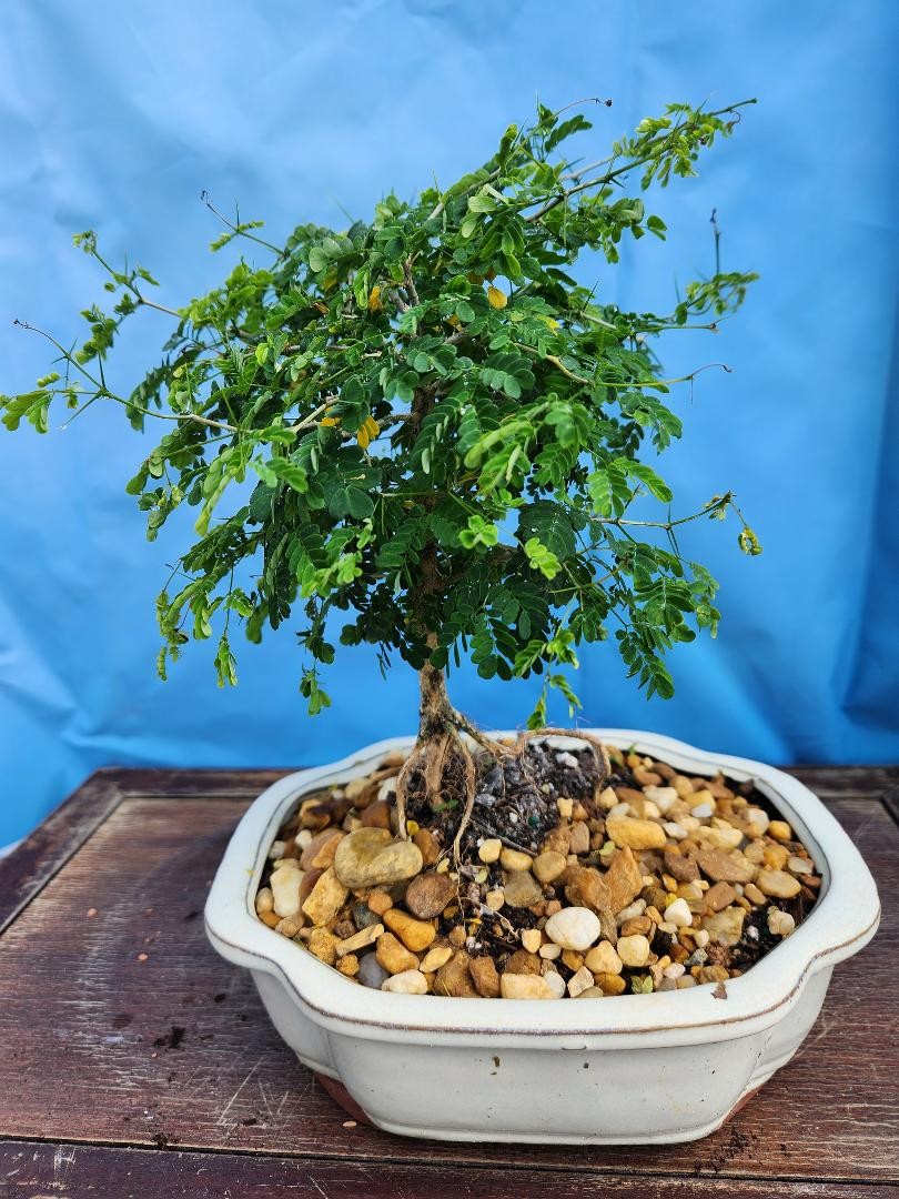 Rare dwarf Brazilian raintree nice large trunks