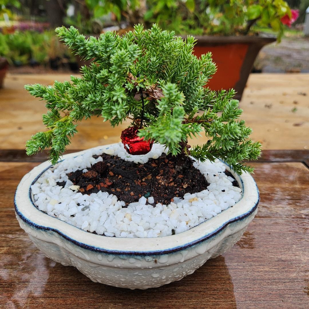 JUNIPER BONSAI TREE BRAND NEW FOR HOLIDAY