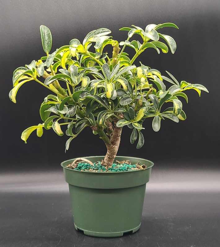 VARIGATED UMBRELLA PREBONSAI