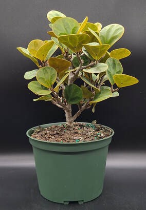 MISTLE TOE PREBONSAI TREE