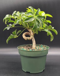 COILED UMBRELLA PREBONSAI TREE