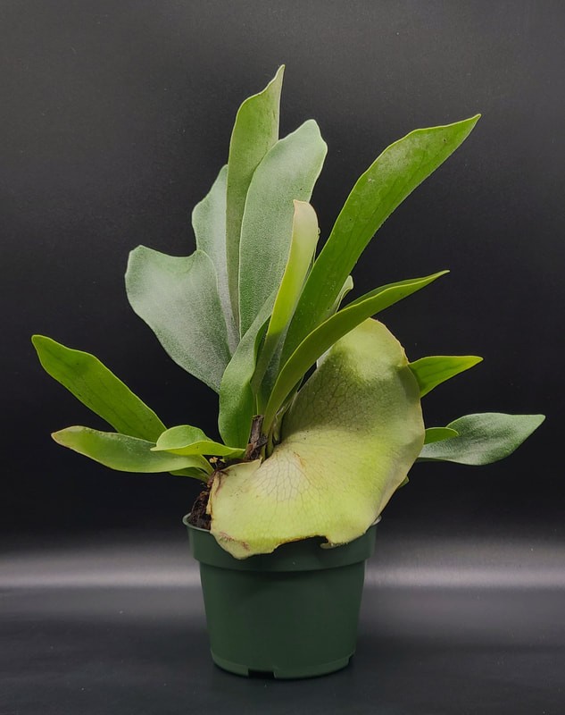 300 STAGHORN FERNS SOON TO BE MOUNTED