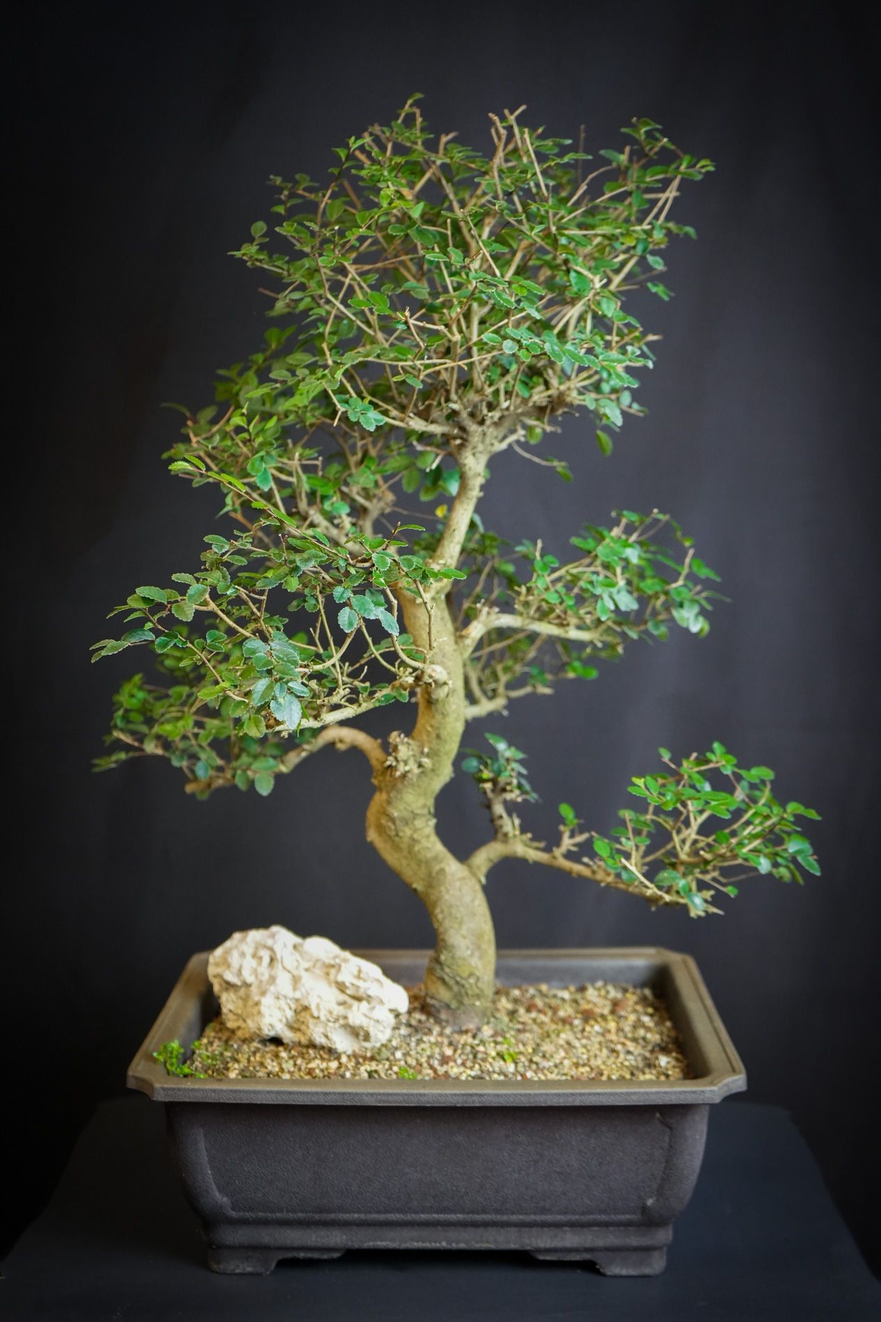 30yr Old Chinese Elm bonsai tree.  What structure