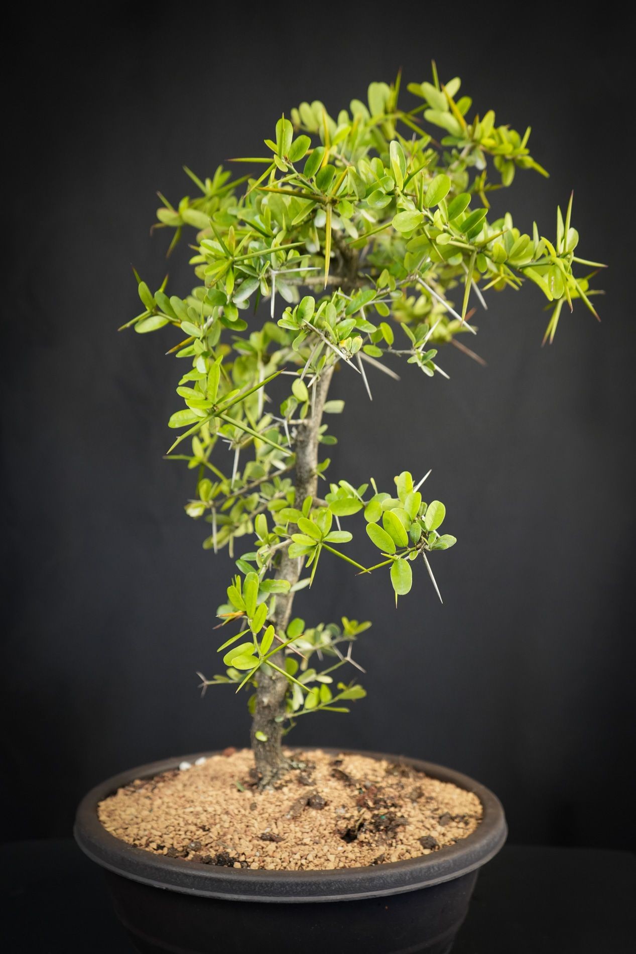 Flowering Desmodium blue bell puple/blue blooms