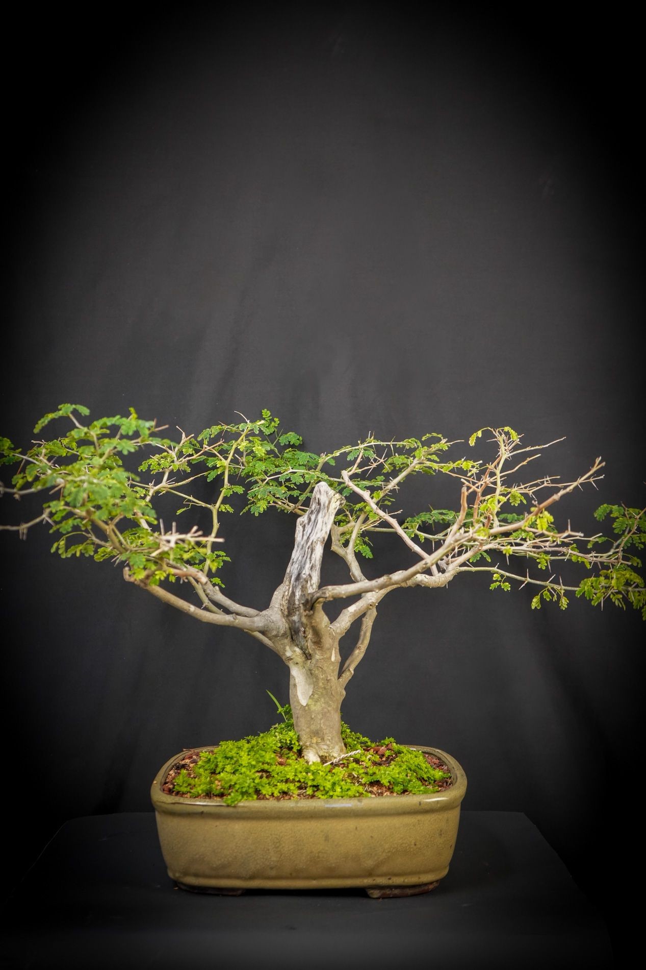 LARGE BRAZILIAN RAINTREE WITH EXPOSED DEADWOOD