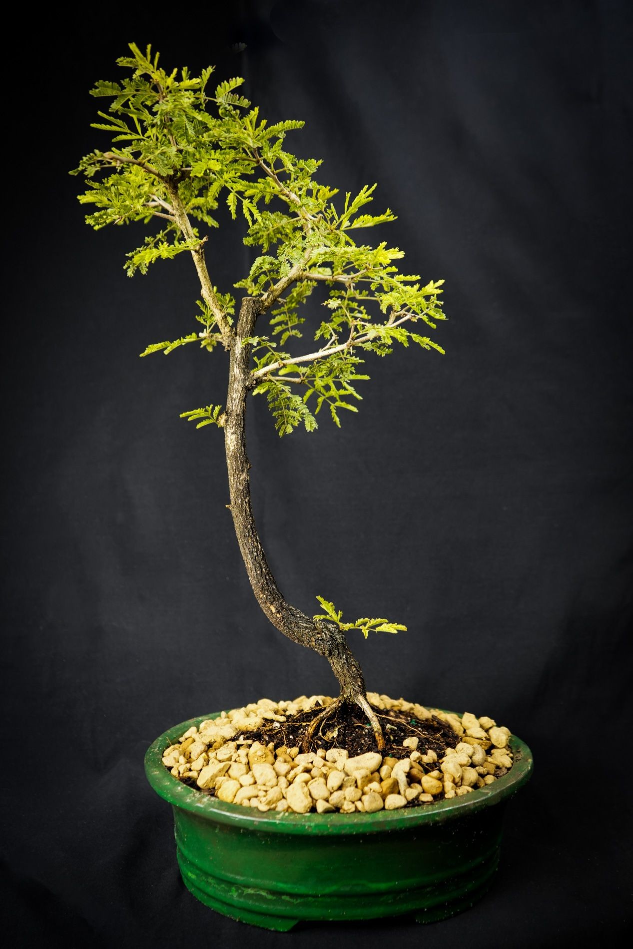 Rabitts Foot bonsai tree