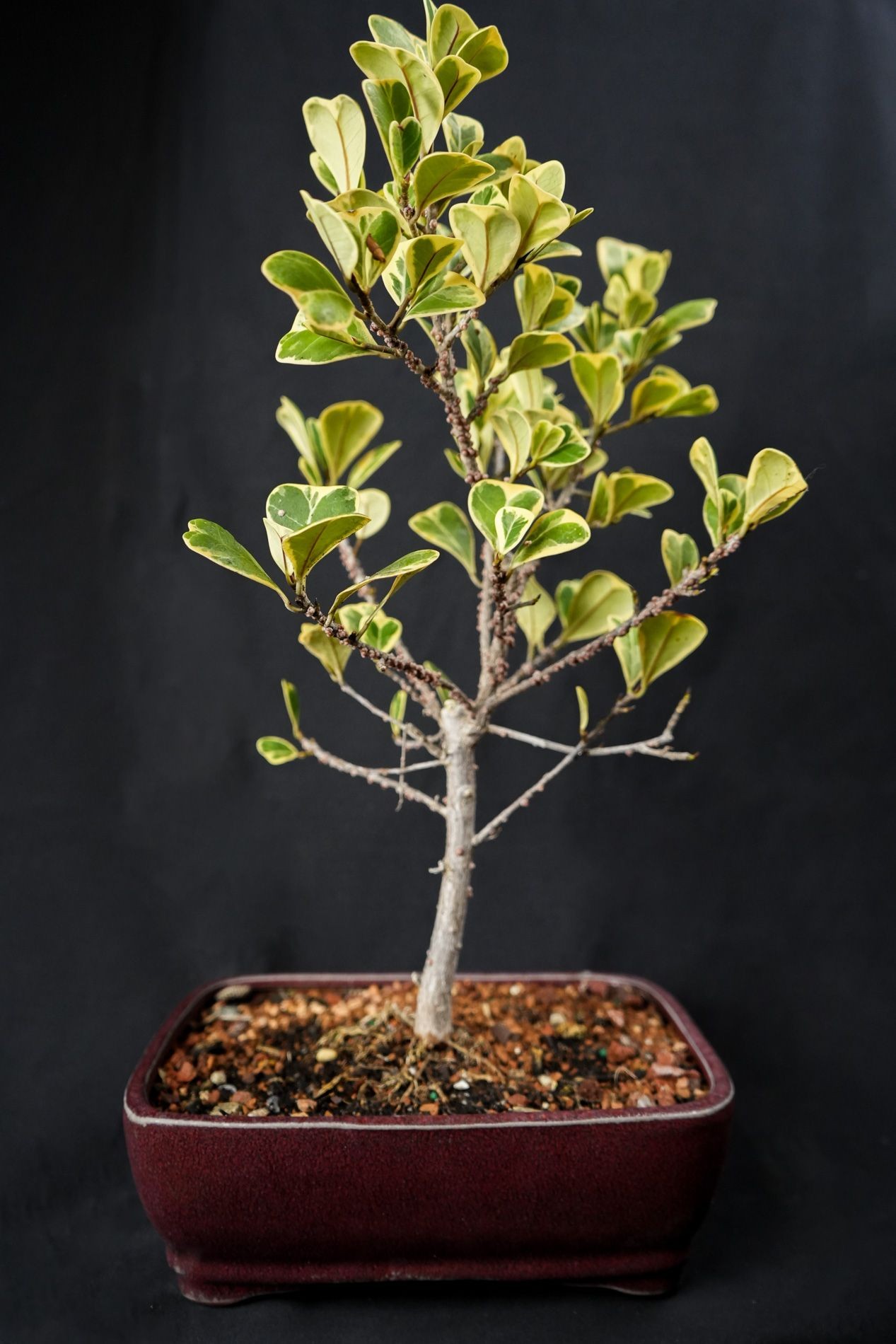 Variegated Ficus bonsai tree and berries