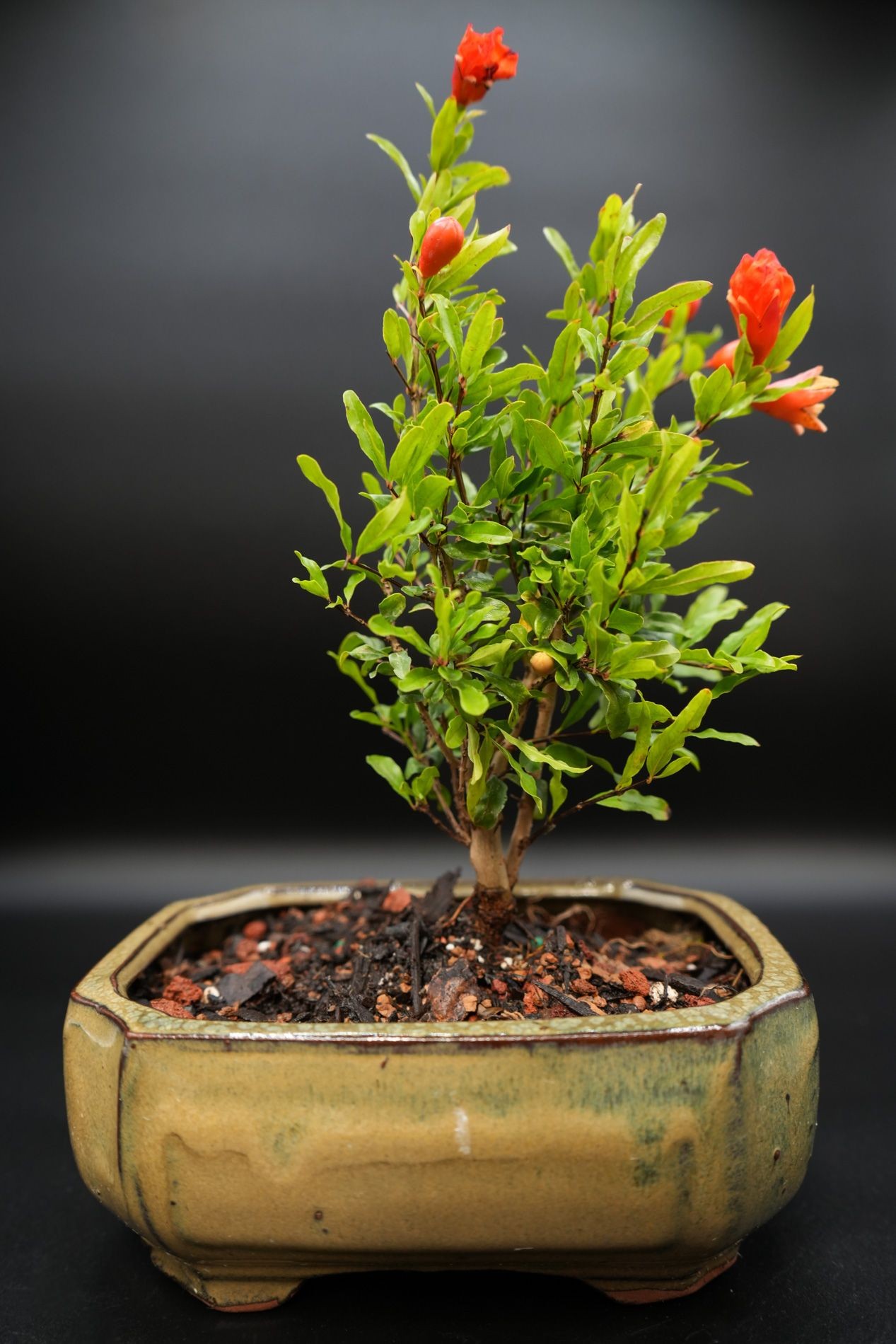 Pomegrante Dwarfed Bonsai Tree