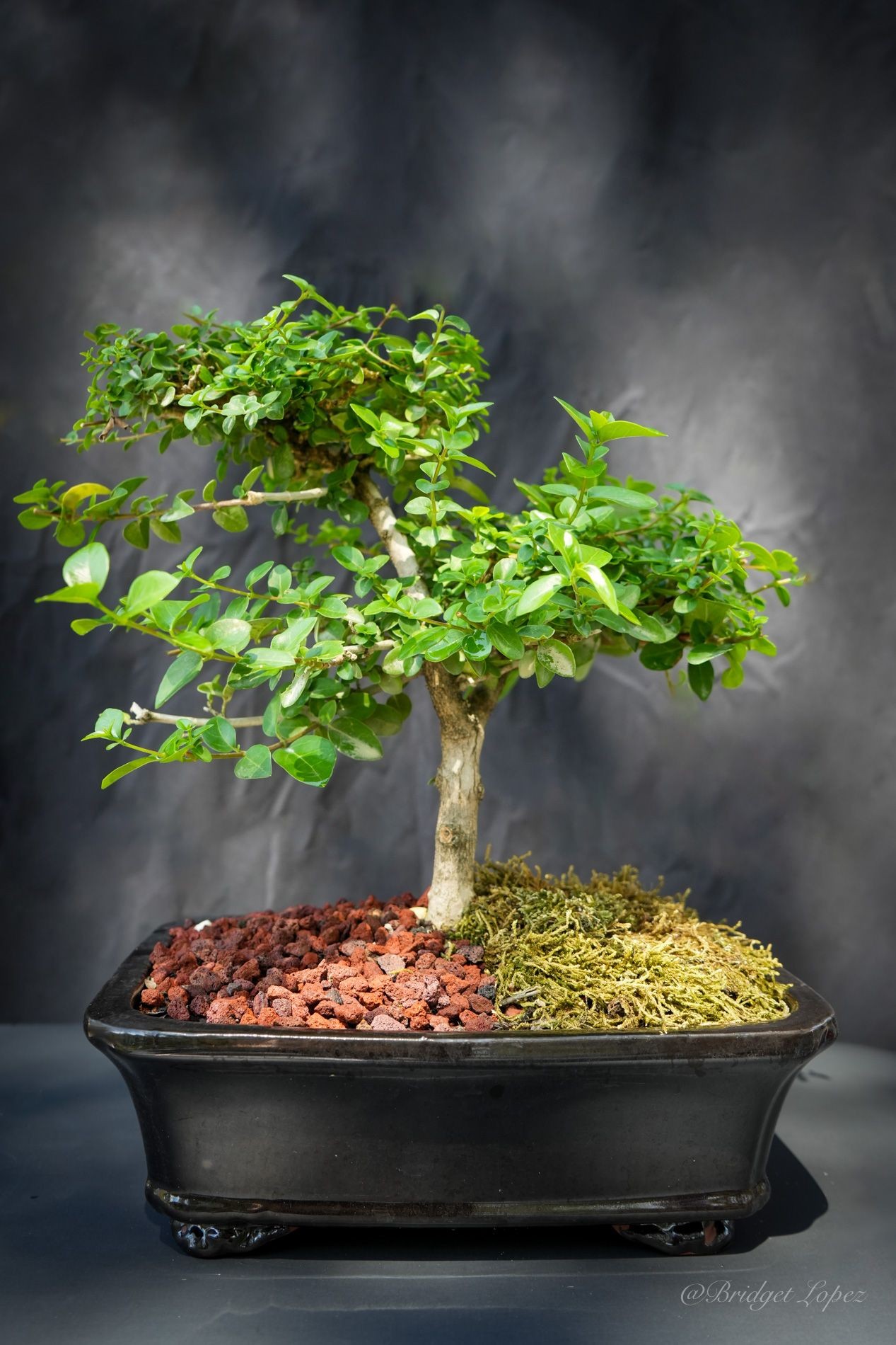 Premna or parrots beak bonsai tree in 8/10 inch pot