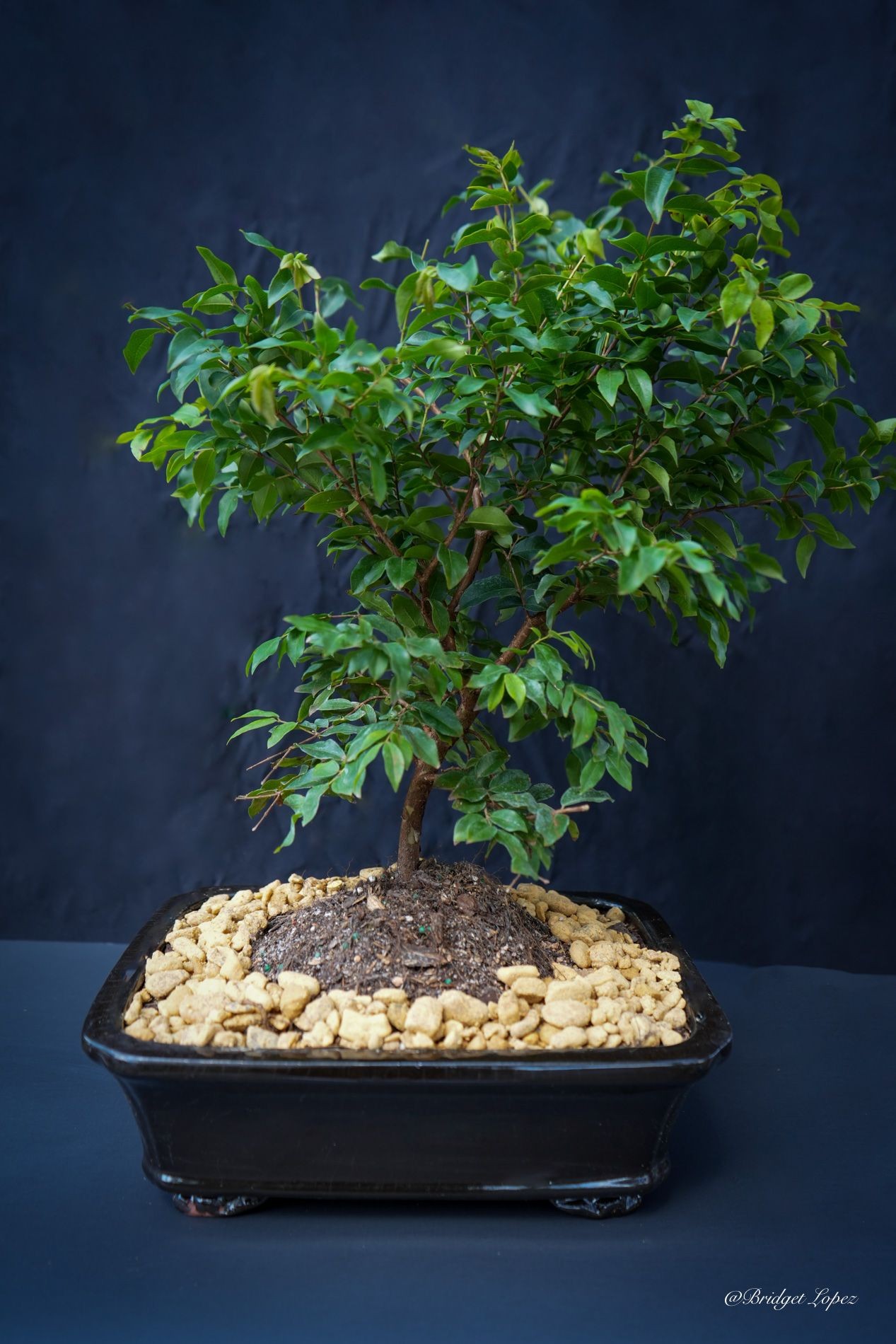 Jaboticaba flowering bonsai tree