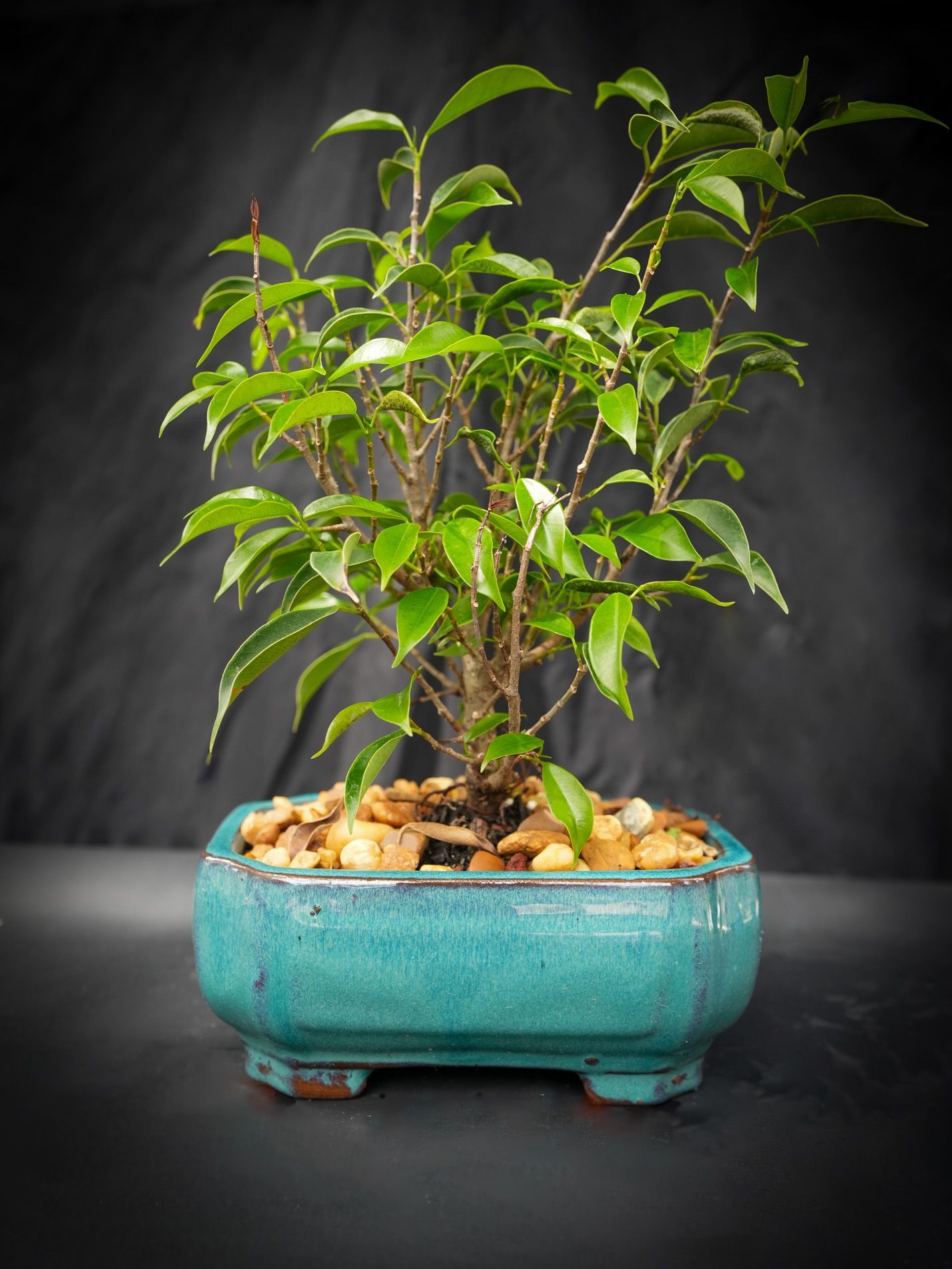 Ficus too little beginner bonsai tree