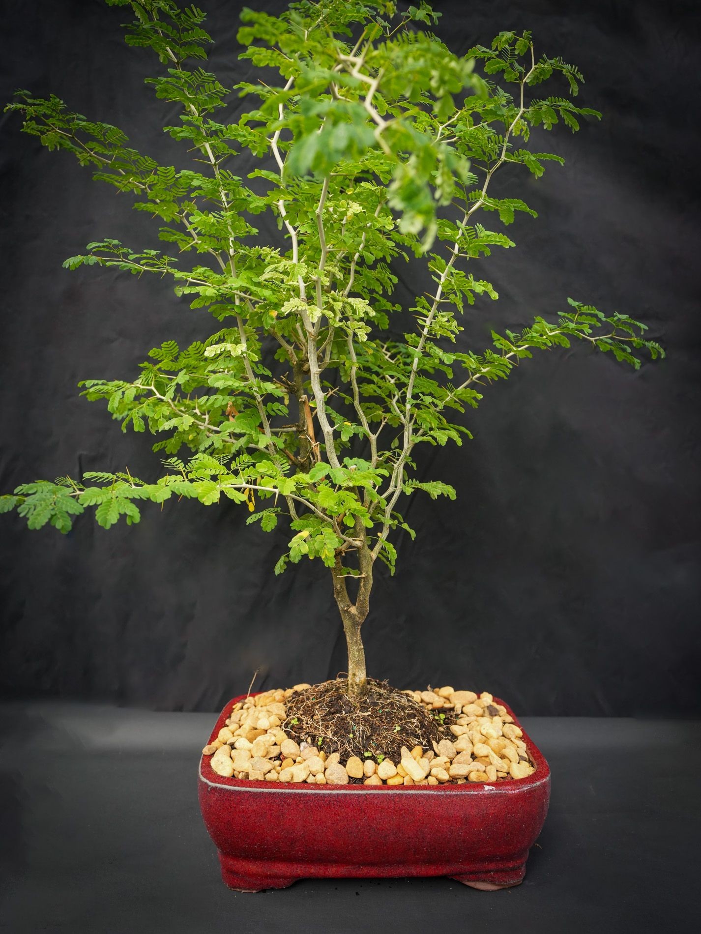 Rare Jamacian raintree flowers yellow