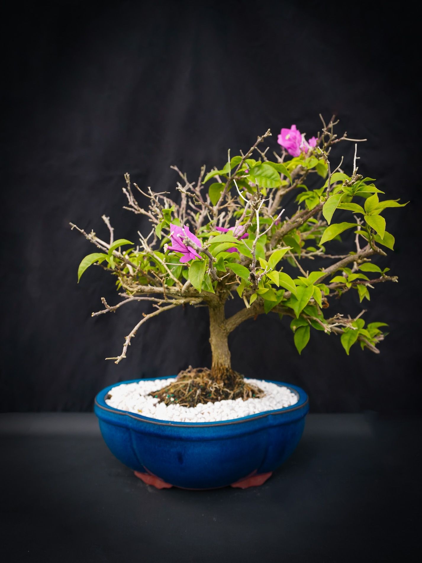 13yr Bougainvillea bonsai tree.