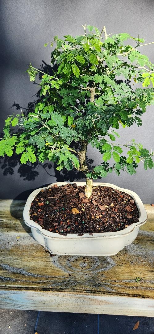Brazilian Raintree Beginner bonsai