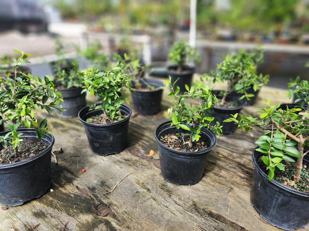 Weeping cherry prebonsai tree.  4/6 inch pot.