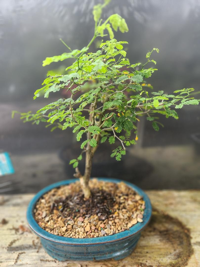 Brazilian raintree bonsai tree.