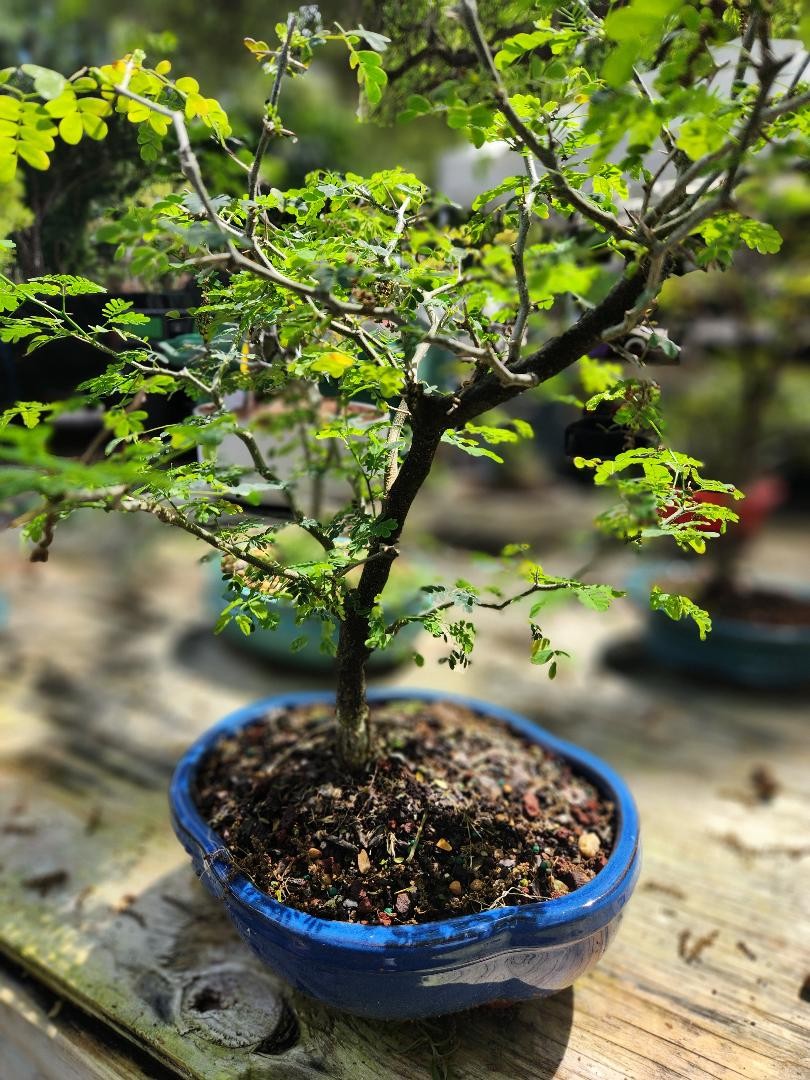 Brazilian Raintree Bonsai Tree 9yrs old