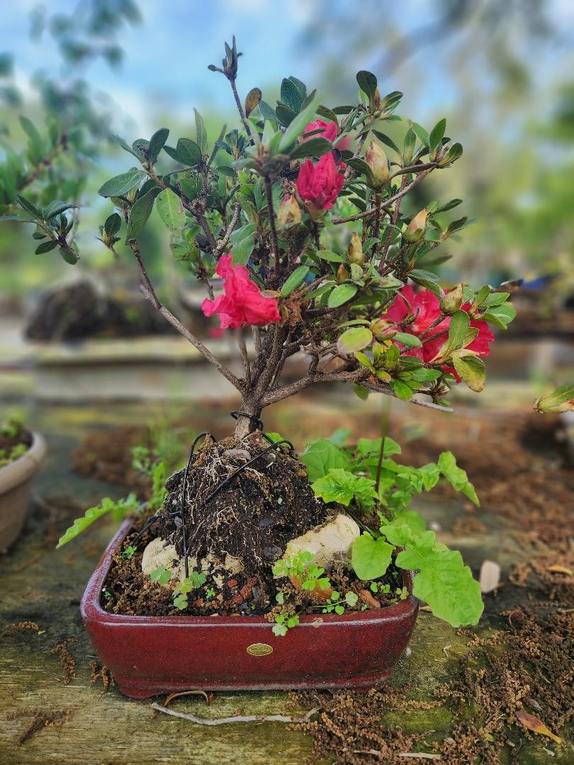 Red and pink  flowering azalea bonsai tree OVER ROCK.  Natural surroundings