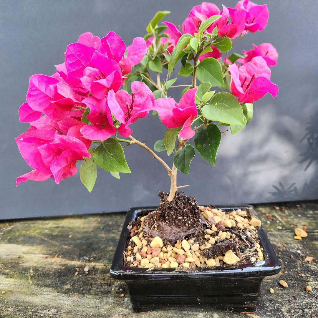 Bougainvillea bonsai tree by Master Bonsai Brenda C