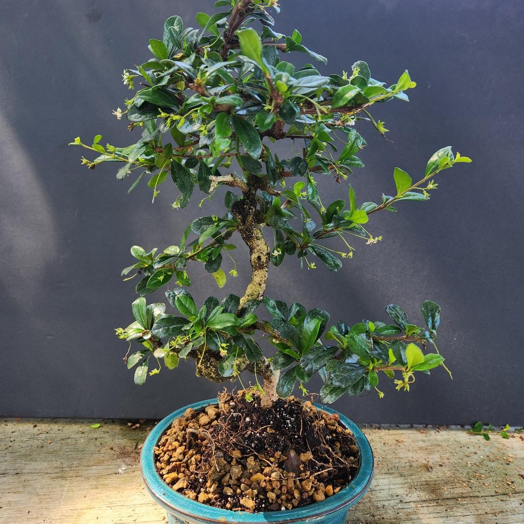 Fukien tea 12yrs old white flowers red berries LR1