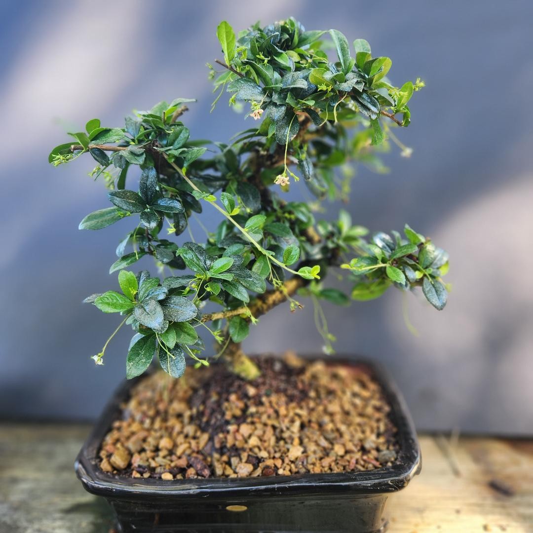 Imported Fukien Tea indoor Bonsai Tree 12yrs Old