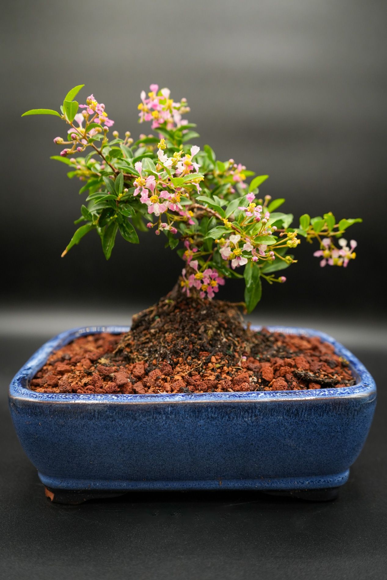 Dwarf Cherry weeping flowering bonsai tree what flowers pink, yellow and fruits gift in box