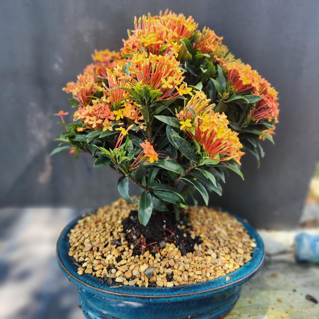 Orange Ixora bonsai but they call it red Medium 8 inch pot
