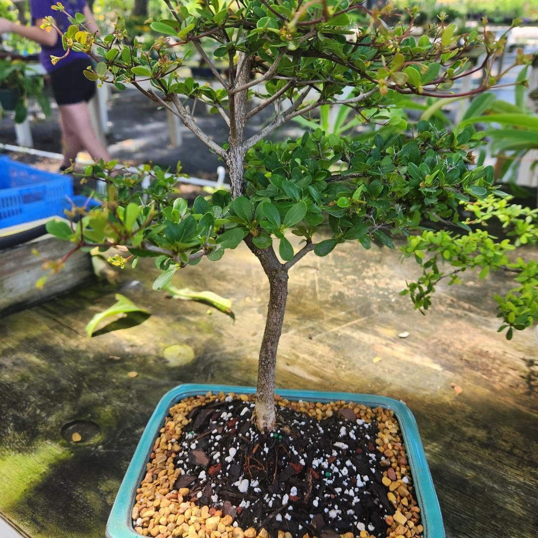 black olive bonsai tree 10  inch pot