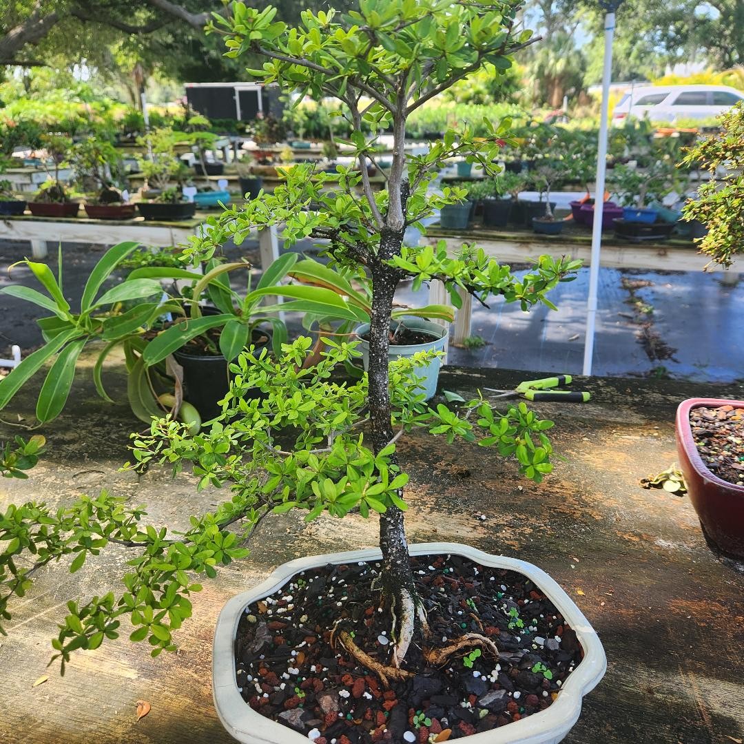 Monster Black Olive Specimen OLVSP1  SOLD