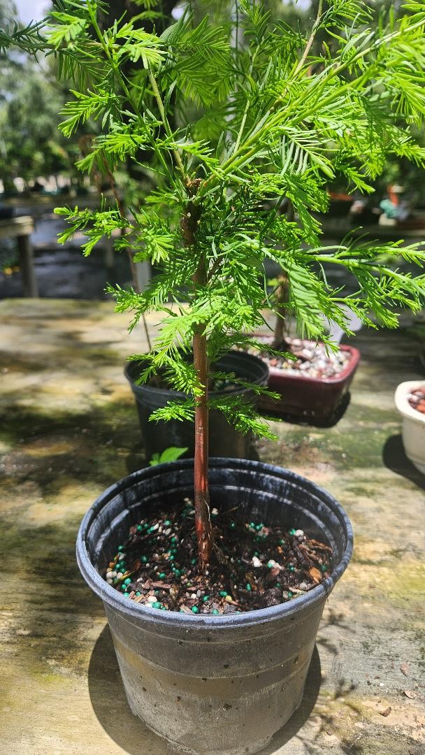 7year old bald cypress bonsai tree loves to be wet