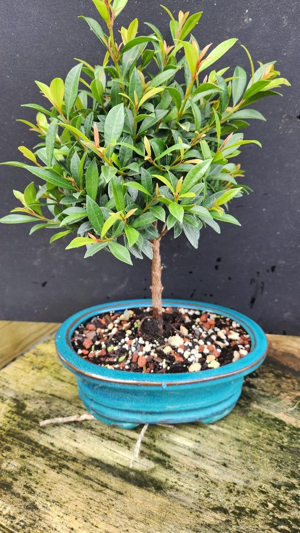 Brush Cherry Bonsai Tree 12yrs Old