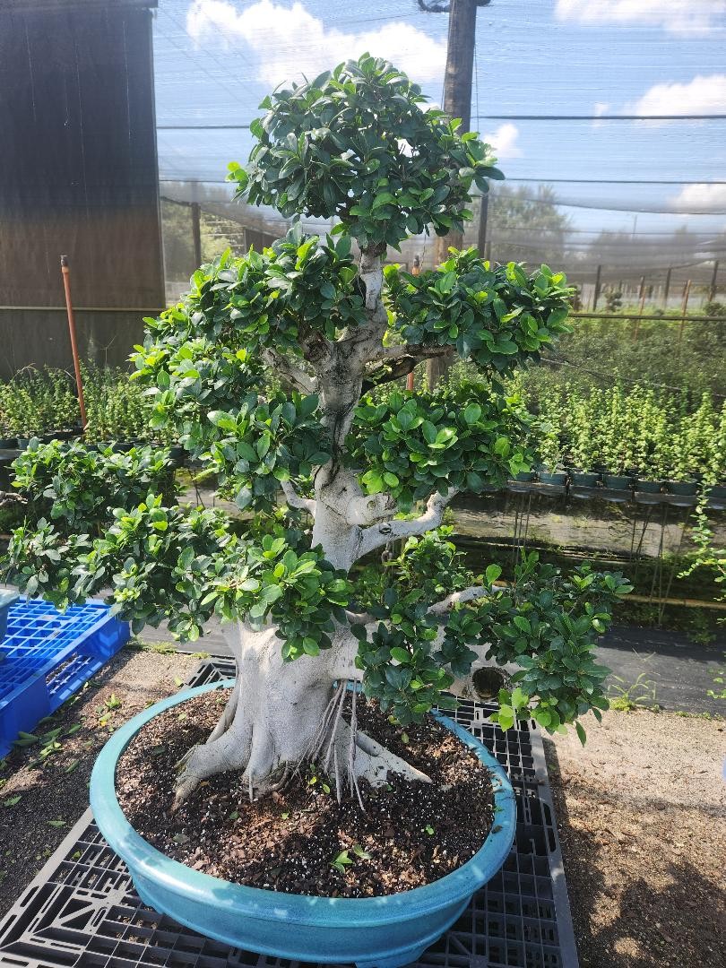 Lousbonsai.com fukien tea bonsai