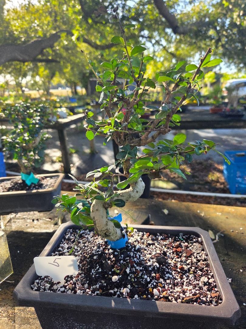 Ficus retusa  S shaped trunk bonsai tree B#