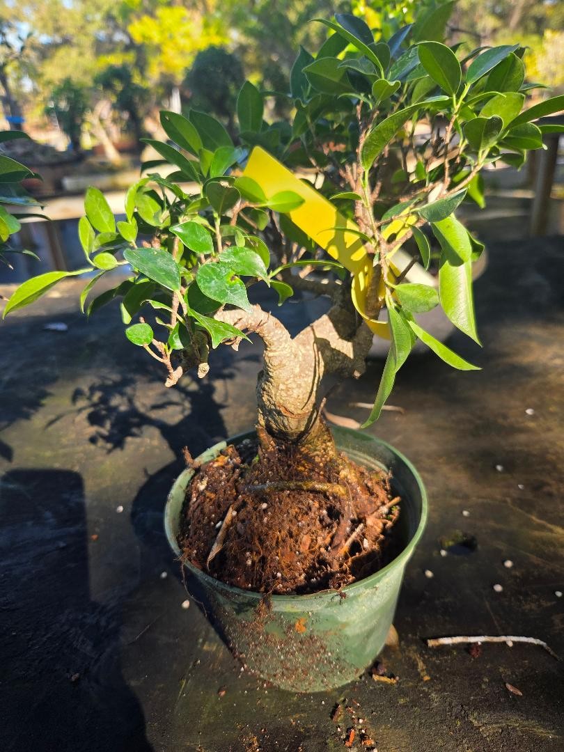Ficus Retusa Bonsai Tree By Lousbonsai